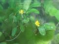 Akváriumi növények - Cabomba aquatica  óriás tündérhínár